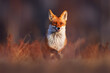 © ondrejprosicky - Wildlife - fox run on orange autumn gress meadow. Cute red Fox, Vulpes vulpes fall forest. Beautiful animal in nature habitat. Wildlife scene from wild Poland, Europe. Cute animal in habitat, sunset.