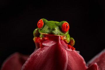 Wall Mural - Wildlife tropic. Red-eyed Tree Frog, Agalychnis callidryas, animal with big red eyes, in the nature habitat. Beautiful amphibian in the night forest, exotic animal from central America on red flower.