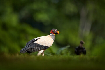 Wall Mural - Mexico wildlife. King vulture, Large rare bird found in South America. Wildlife scene from tropic nature. Condor with red head. Tropic nature in Mexico.