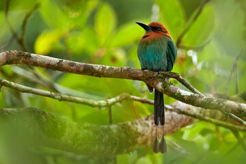 broad-billed motmot, electron platyrhynchum, portrait of nice big bird in wild nature, beautiful col