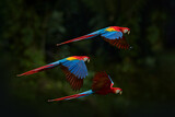 Fototapeta  - Red parrot flying in dark green vegetation. Scarlet Macaw, Ara macao, in tropical forest, Brazil. Wildlife scene from nature. Parrot in flight in the green jungle habitat.
