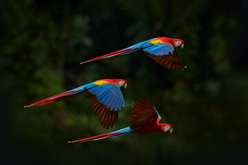 red parrot flying in dark green vegetation. scarlet macaw, ara macao, in tropical forest, brazil. wi