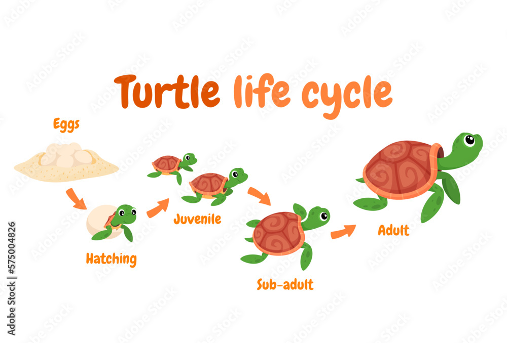 Illustration of a turtle life cycle. Reproduction of turtles in the ...