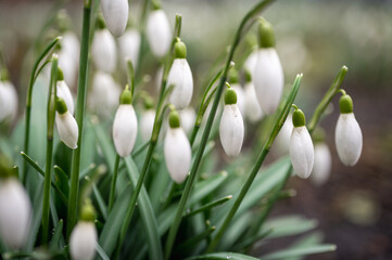  Close up of blooming snowdrop flowers in a garden. First spring flowers 