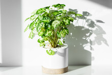 Flourishing Pot Plant In House Casting Shadows On White Wall From Sunlight