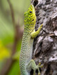 Felsuma Standingova, Phelsuma standingi, Standings day gecko sits on the cracked bark of a tree. Zombitse-Vohibasia National Park Madagsakr wild life.