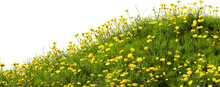 Grass Meadow With Dandelions, 3d Render. Grass Field With Flowers Isolated On A White Background. Transparent Background, PNG File