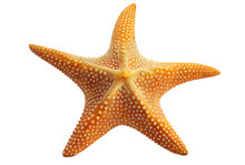 Starfish Isolated On White, Generative Ai