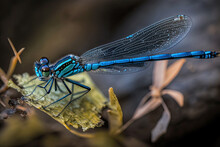 Closeup Of A Blue Tail Dragonfly On A Green Leaf. Generative AI