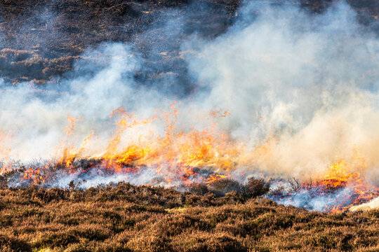 the controlled burning of heather moorland (swailing or muirburn) in winter on the slopes of sgor mo