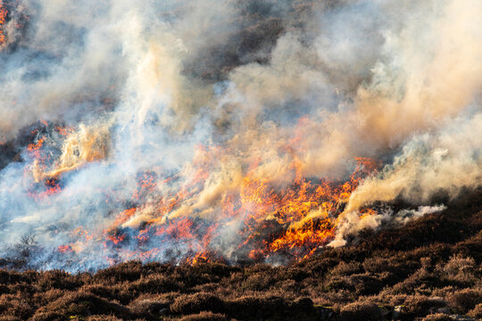 the controlled burning of heather moorland (swailing or muirburn) in winter on the slopes of sgor mo