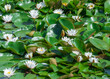 White water lily grows in clear pond. Group flowers lotus of blooming in lake. Nymphaea alba it has roots are long and floating wide green leaves. Blossom herbaceous aquatic plant of family nymphaeum.