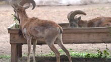 Urial (Ovis Vignei) Is Eating Grass Slow Motion 120fps In Lahore Zoo Punjab Pakistan