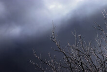 Dark Clouds In Contrast To The Snow On The Branches Of The Barren Trees