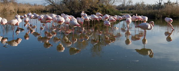 flamant rose - phoenicopterus roseus