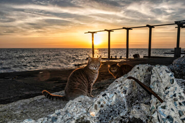 Canvas Print - sunset on the coast