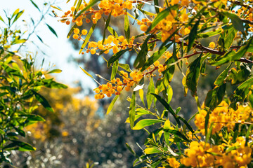 Blooming mimosa branches, Acacia pycnantha. Spring floral natural background concept. Copy space