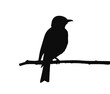 © S_E - shrike bird on branch, black silhouette