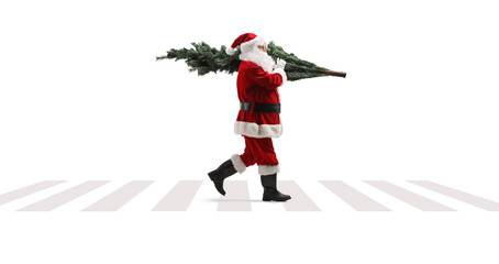 Poster - Full length profile shot of santa claus on a pedestrian crossing walking and carrying a christmas tree