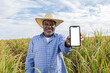 © UP3D STUDIO - Black man Farmer smiling and showing his cell phone with a photo of the farm. Farmer celebrating. Sugar cane in the background.