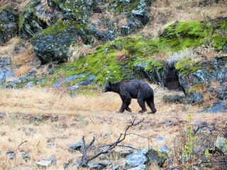 black bear in the forest - yosemite national park