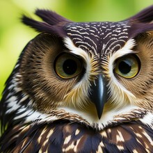 A Beautiful Owl Up Close With Big Eyes, Green Background, Generative AI