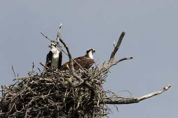 Sticker - A couple of Ospreys (sea hawks) in their nest,  seen in the wild in the Everglades