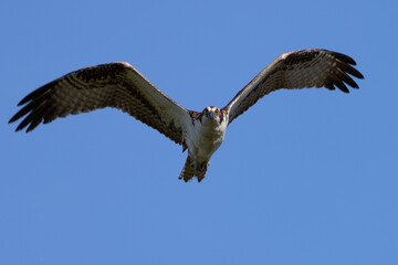 Poster - Very close view of an  Ospreys (sea hawk) approaching,  seen in the wild in the Everglades