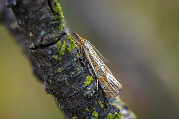 Wall Mural - Closeup of a Thisanotia chrysonuchella resting