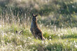 Wild Australian kangaroos seen in Queensland, Australia during autumn season with surrounding bush landscape. 