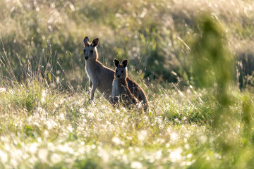 wild australian kangaroos seen in queensland, australia during autumn season with surrounding bush l
