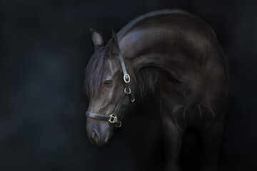 Wall Mural - Black frisian stallion close up portrait on black background