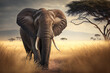 Majestic elephant walking through a savannah with tall grass and trees, generative ai
