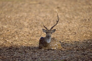 Wall Mural - Axis, Axis indický, Spotted deer or Chital or axis axis at forest Sri Lanka,