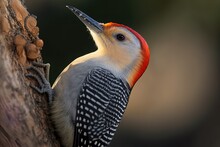 The Red-bellied Woodpecker, In Close-up. Generative AI