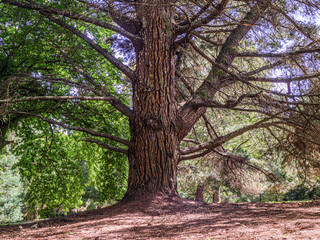 Wall Mural - Spreading Pine