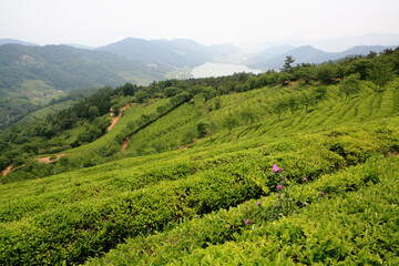 Sticker - a green tea field in spring