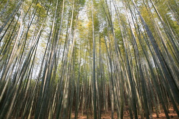 Sticker - bamboo grove