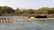 Austernbank im La Somone Nationalpark im Senegal