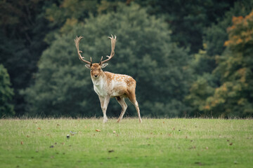 Poster - A fallow deer buck standing facing the camera against a natural background