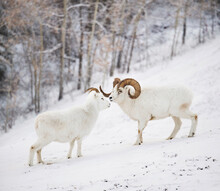 Side View Of Dall Sheep (Ovis Dalli) Standing On Snow, Yukon Territory, Yukon, Canada
