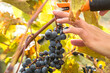 © Cavan Images - Harvesting grapes in New England for local wine making