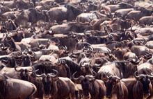 A Crowd Of Wildebeest (Connochaetes) In Kenya's Masai Mara.
