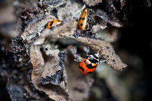 A Single Ladybug (Coccinellidae) Crawls Across Brown Lichen.