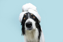 Border Collie Dog Summer. Puppy Relaxing Spa Wrapped With A White Towel. Isolated On Blue Pastel Background.