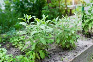 Poster - Sage officinalis (Salvia officinalis) - stages of growth. green plants growing on a farm in the greenhouse