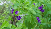 Close-up Of Purple Flowers Blooming On Blurred Leaves Background. Duranta Erecta 