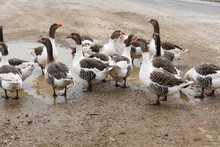 Domestic Geese In The Village,goose Roaming And Feeding Freely In The Natural Environment,close-up Large Amount Of Domestic Geese,