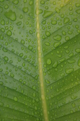 Wall Mural - the raindrops on the leaf