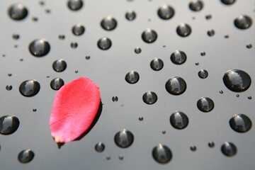 Canvas Print - Raindrops and Petals on Car Bonnet